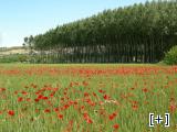 Terrenos de cultivo con amapolas y alameda del pueblo