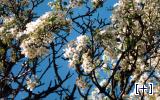 Almendro en flor