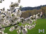 Nuestros almendros en flor